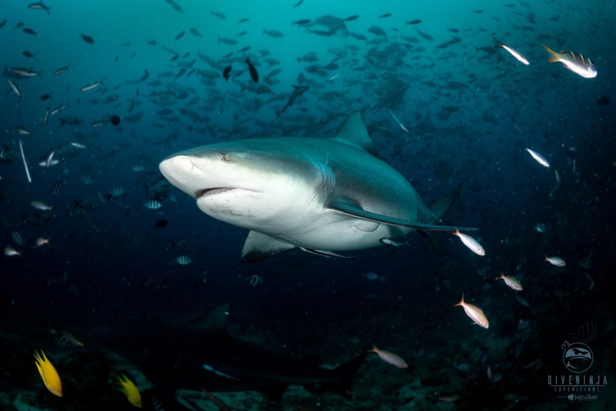 So What’s More Dangerous Than Sharks? 2