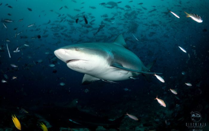 bull shark diving in Fiji