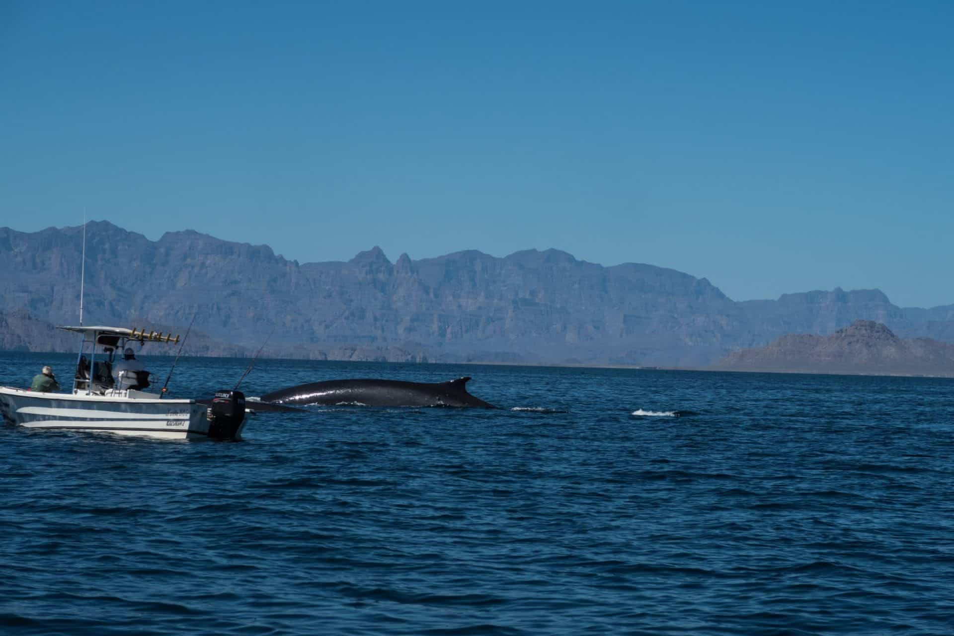 Gentle Giants expeditions, Puerto Adolfo Lopez Mateos, Bahia Magdalena, Baja, Mexico