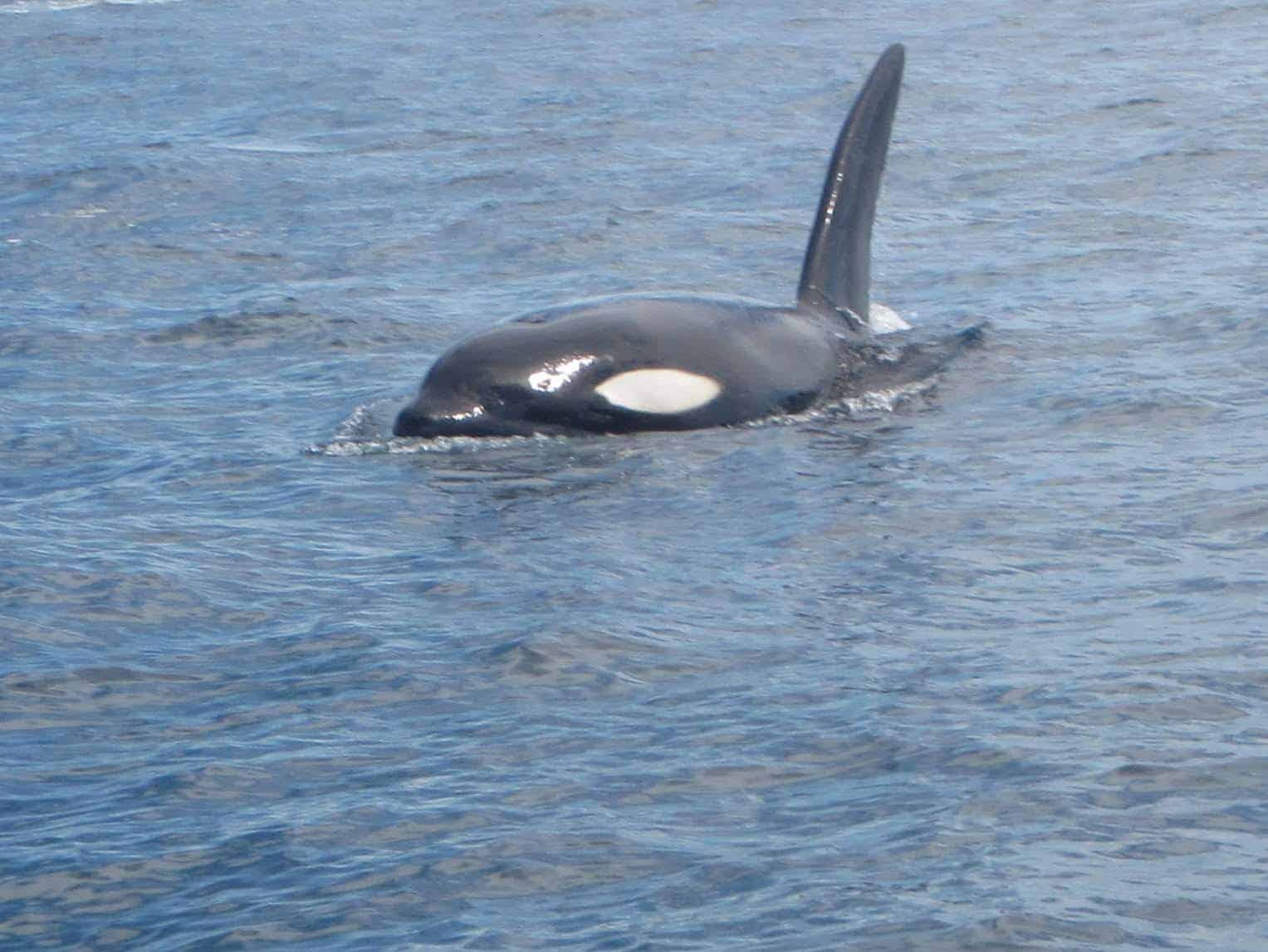 Swimming with Orcas in Cabo San Lucas Mexico