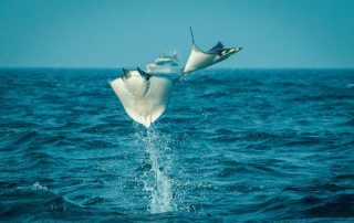 Mobula rays in sea of cortez