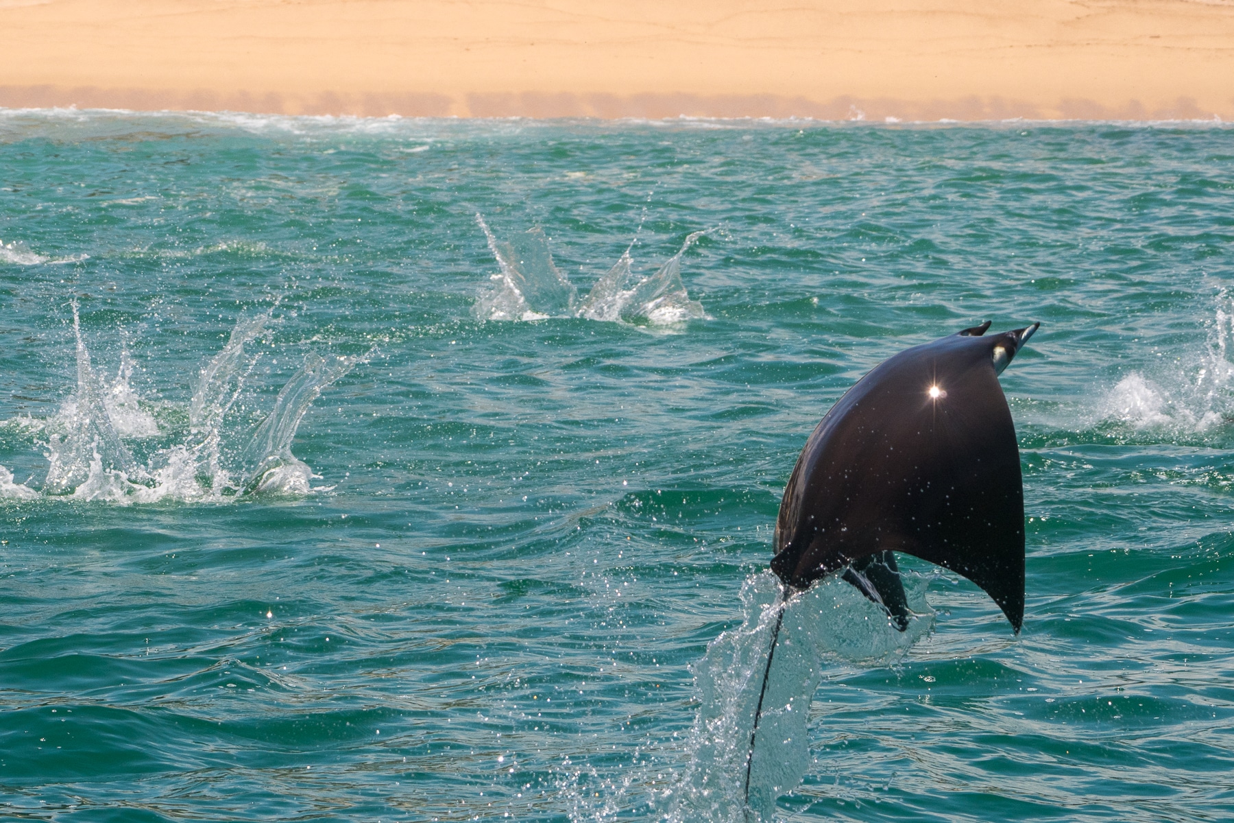 Mobula ray tours sea of Cortez Cabo San Lucas