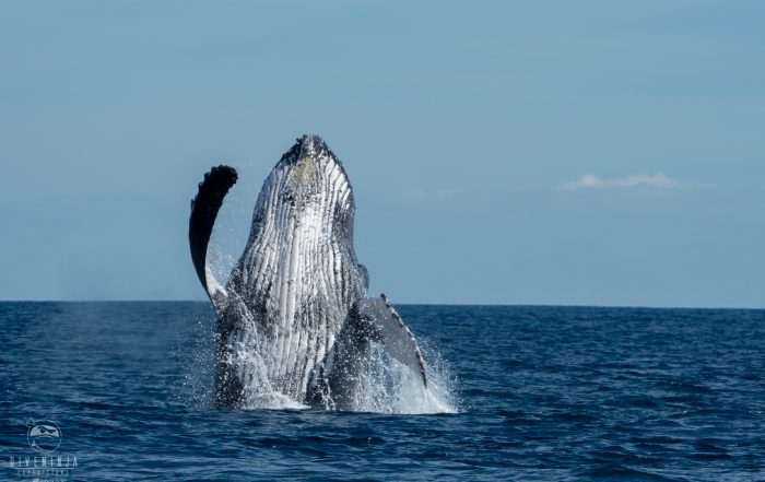 humpback whale watching in Cabo San Lucas Mexico