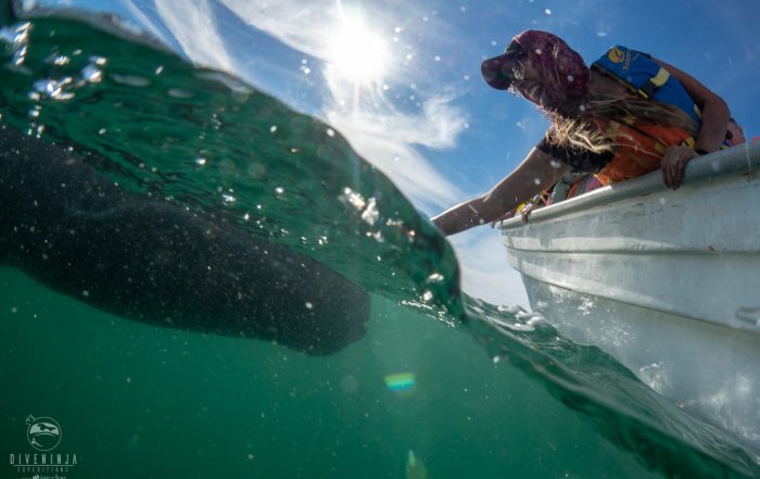 Dive Ninjas Gentle Giants Expeditions 2019 - Whale Watching in Baja California Mexico