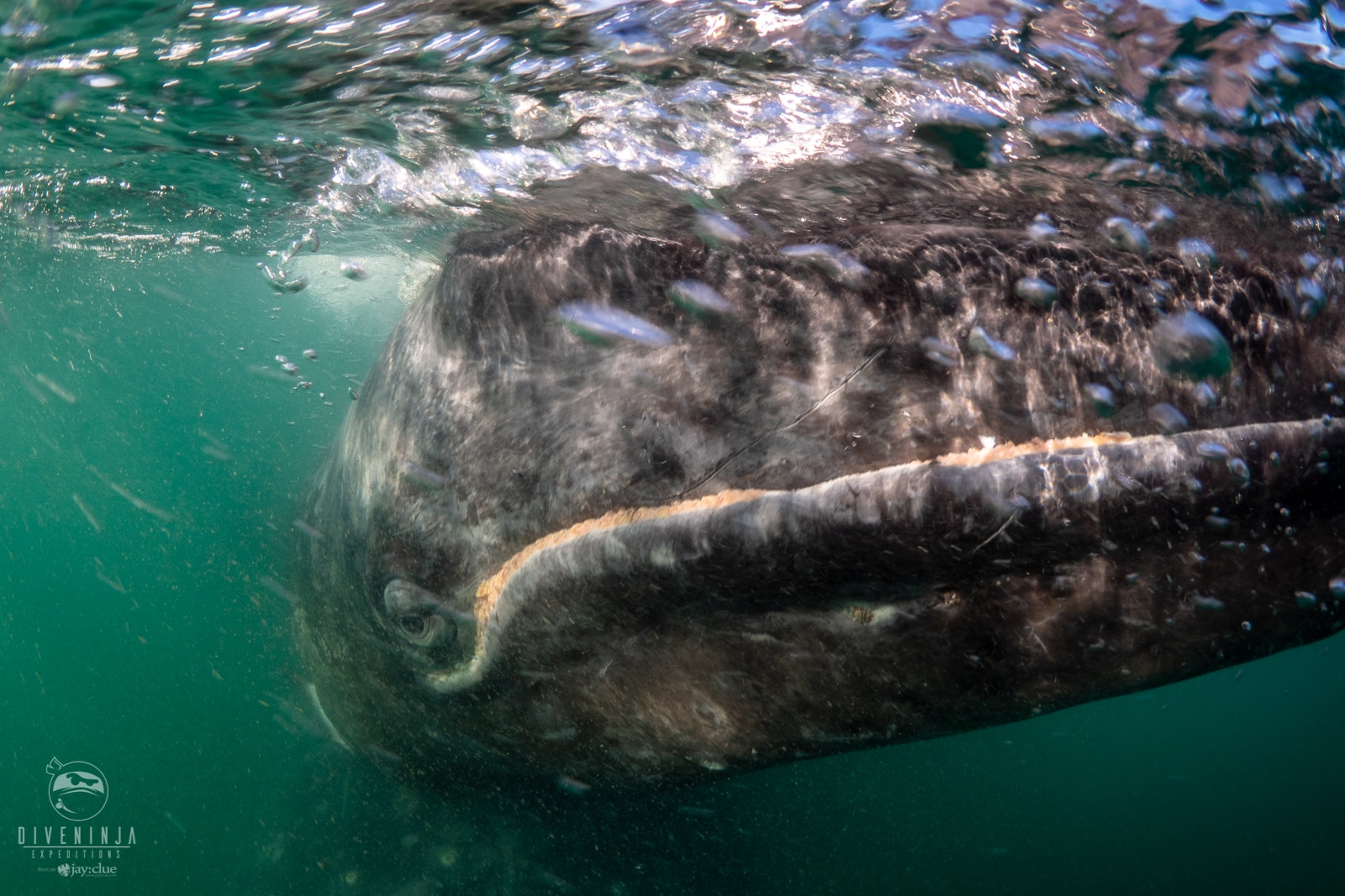 Juvenile grey whale surfaces while whale watching in Bahia Magdalena , Baja California Sur, Mexico