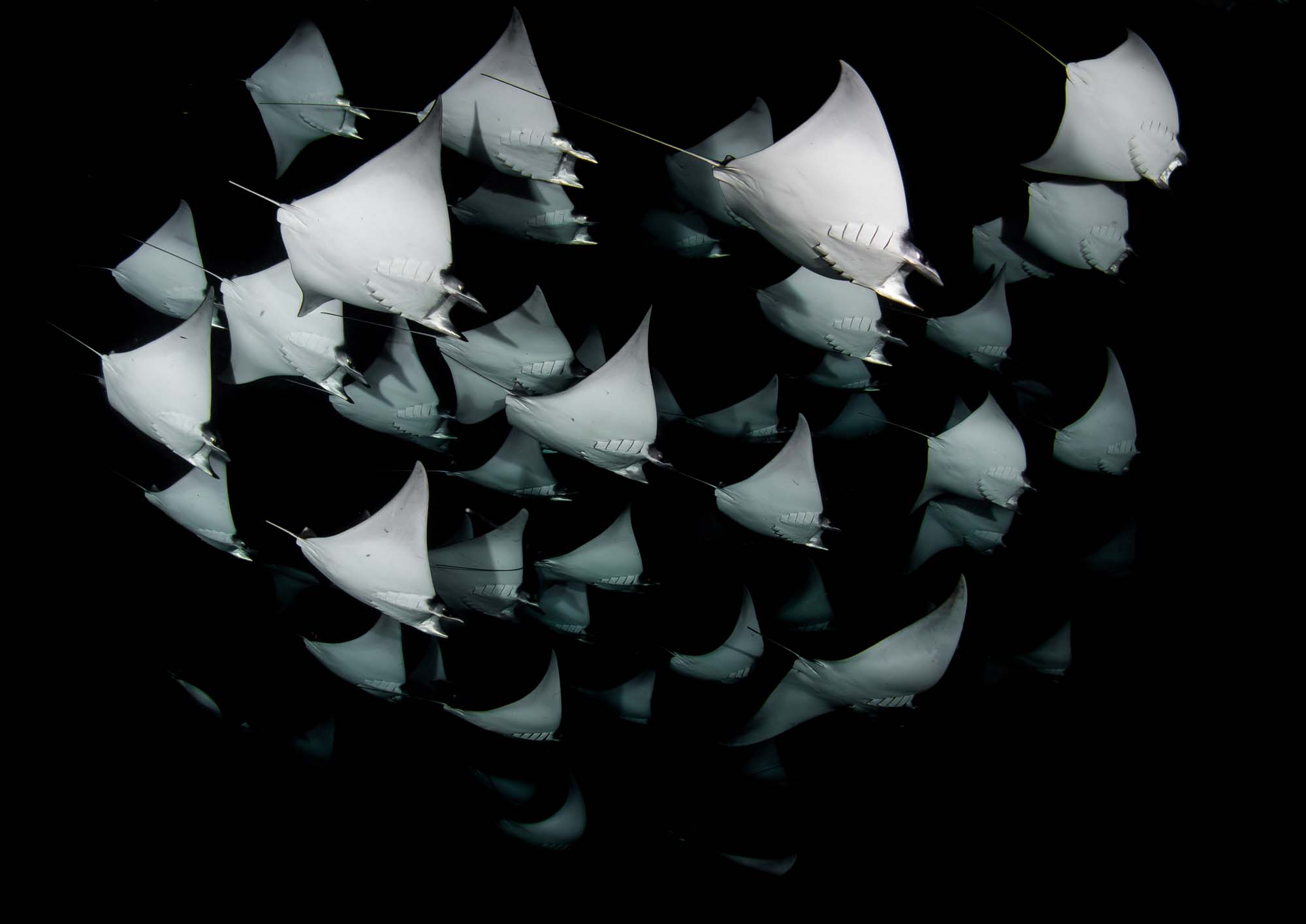 Diving with mobula rays in Baja California Mexico