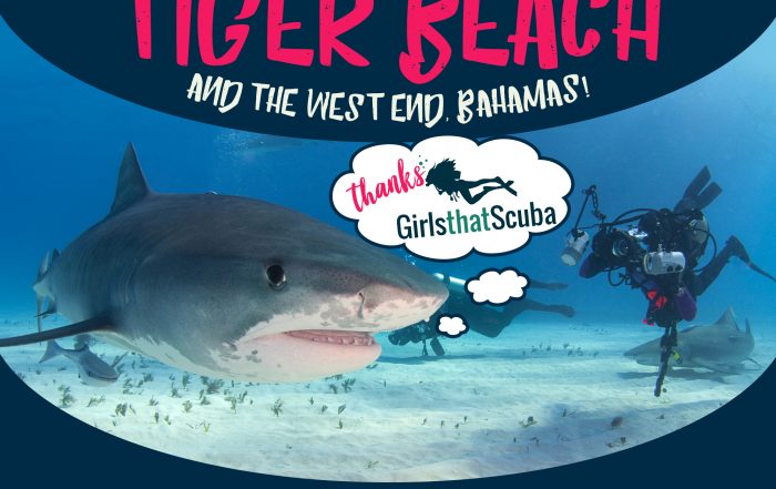 Tiger Beach Bahamas Contest with Girls That Scuba