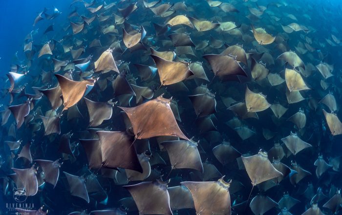 Mobula Rays in Baja California Sur, Mexico