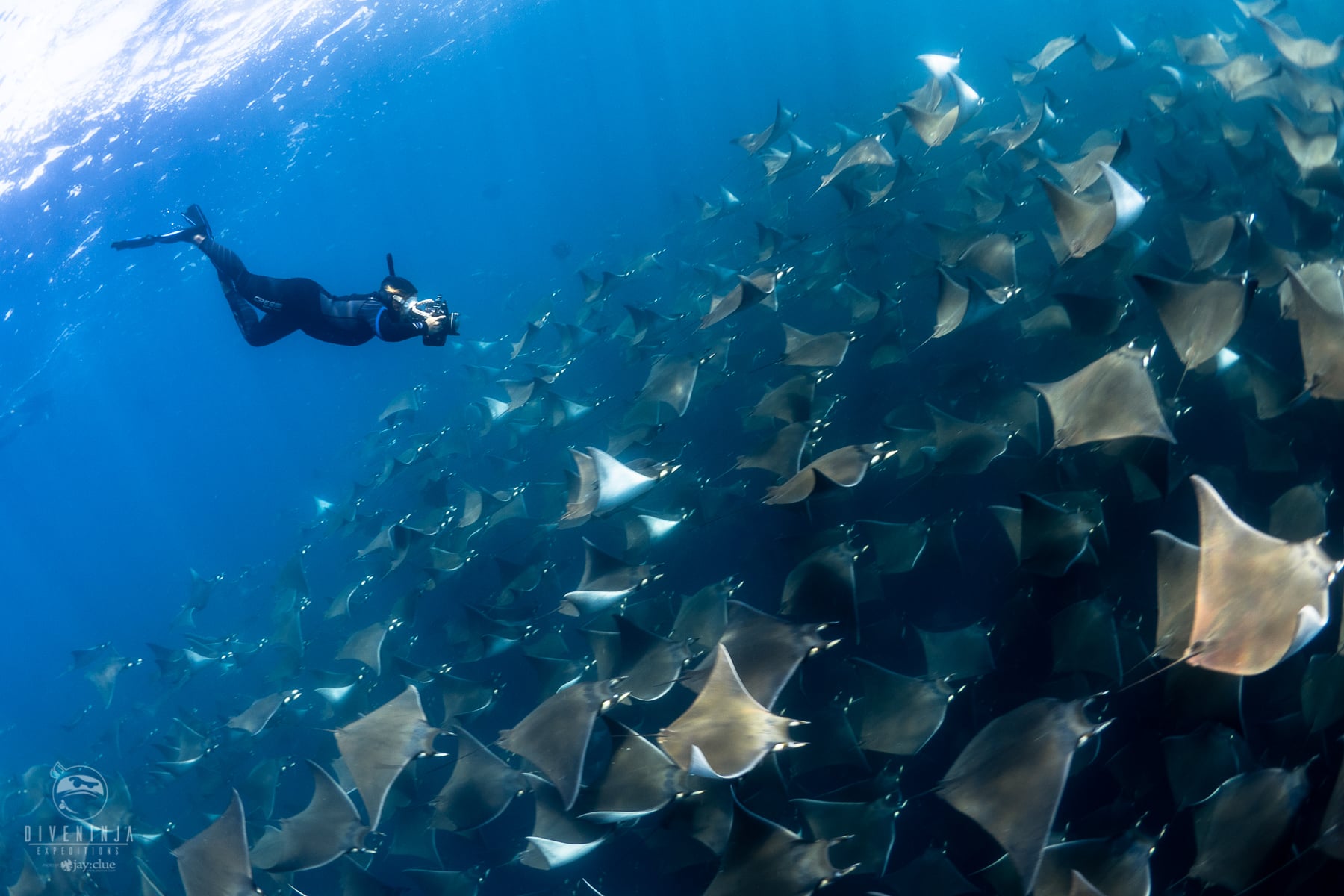 diving with Mobula Rays in Baja California Sur, Mexico