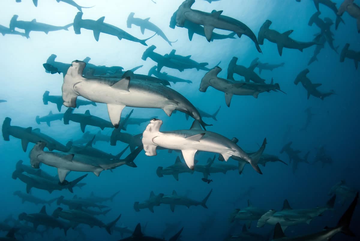 Cocos Island scuba diving shark conservation