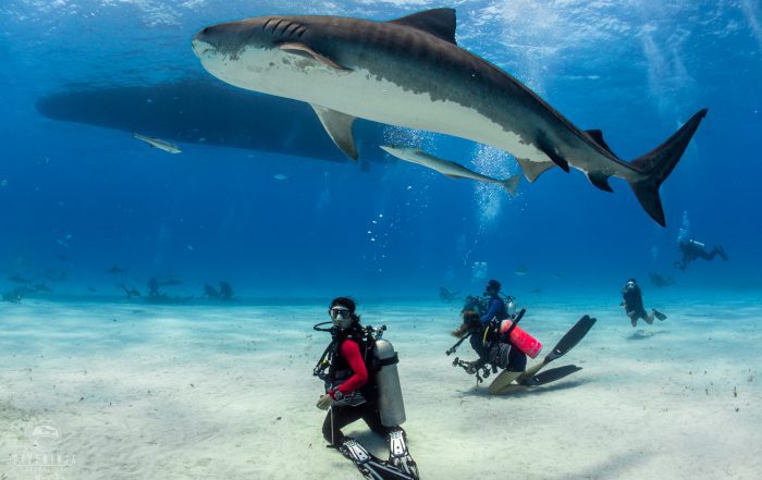Diving With Tiger Sharks in Tiger Beach Bahamas with Dive Ninja Expeditons