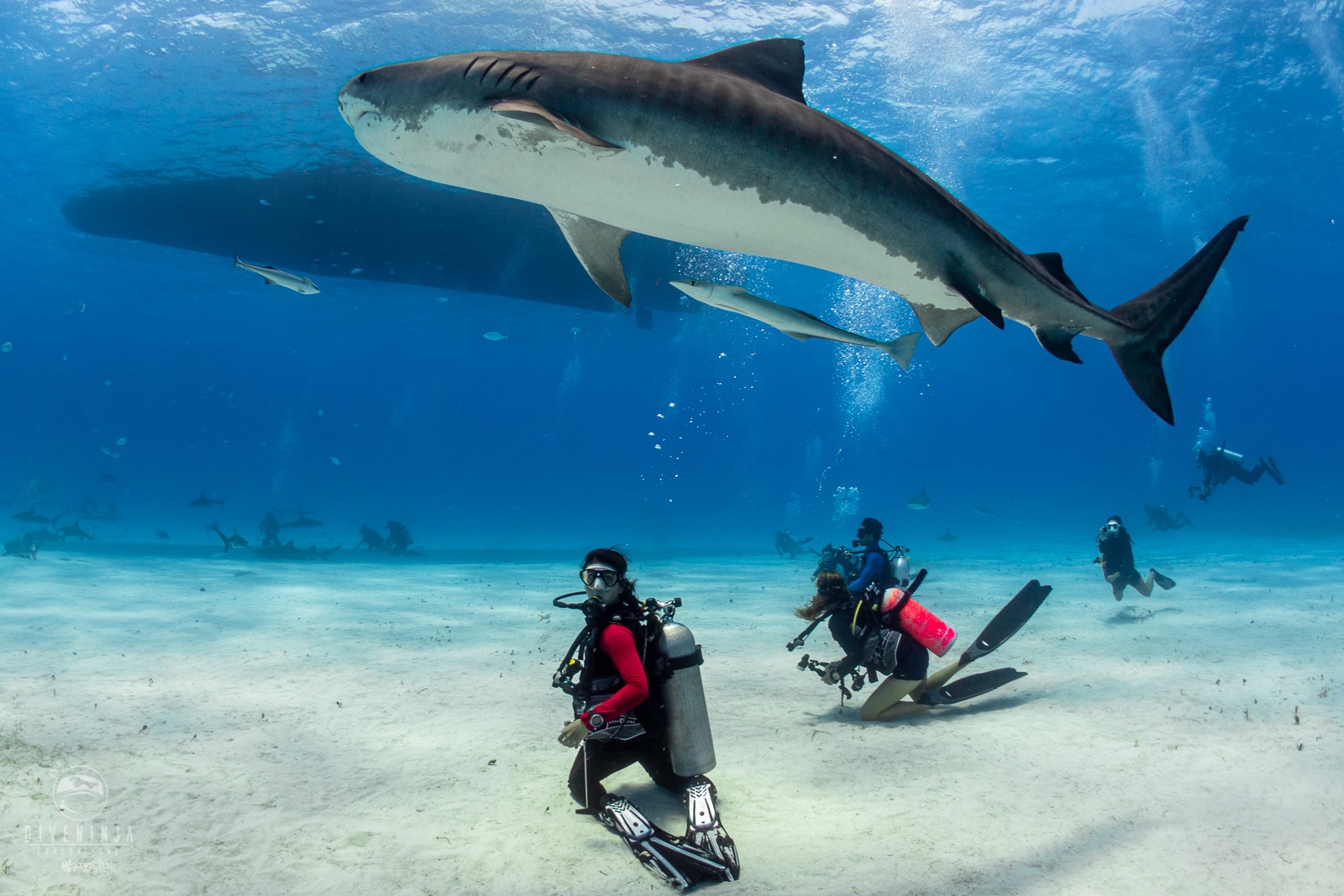 Diving With Tiger Sharks in Tiger Beach Bahamas with Dive Ninja Expeditons