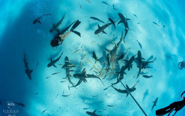 Shark diving in The Bahamas with Dive Ninja Expeditions