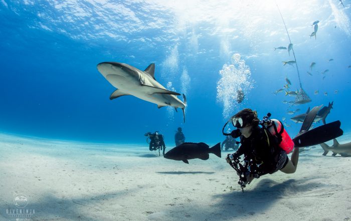 Diving with Carribbean Reef Sharks in The Bahamas