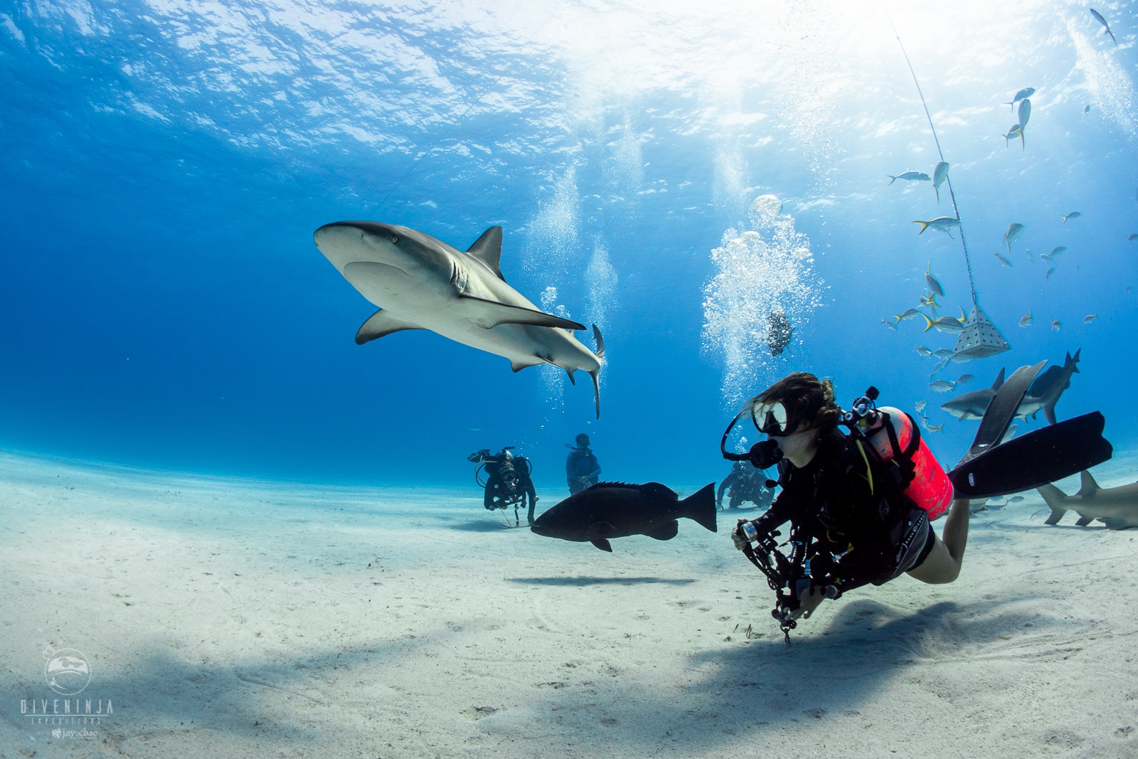 Diving with Great Hammerhead Sharks; Bahamas 2019