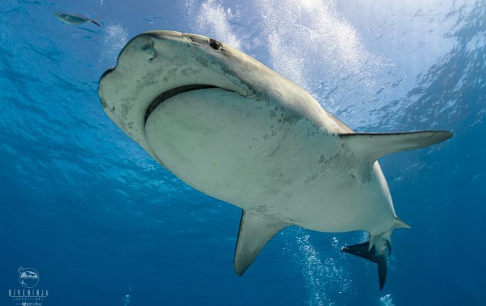 Jitterbug the Tiger Shark, on expedition with Dive Ninjas