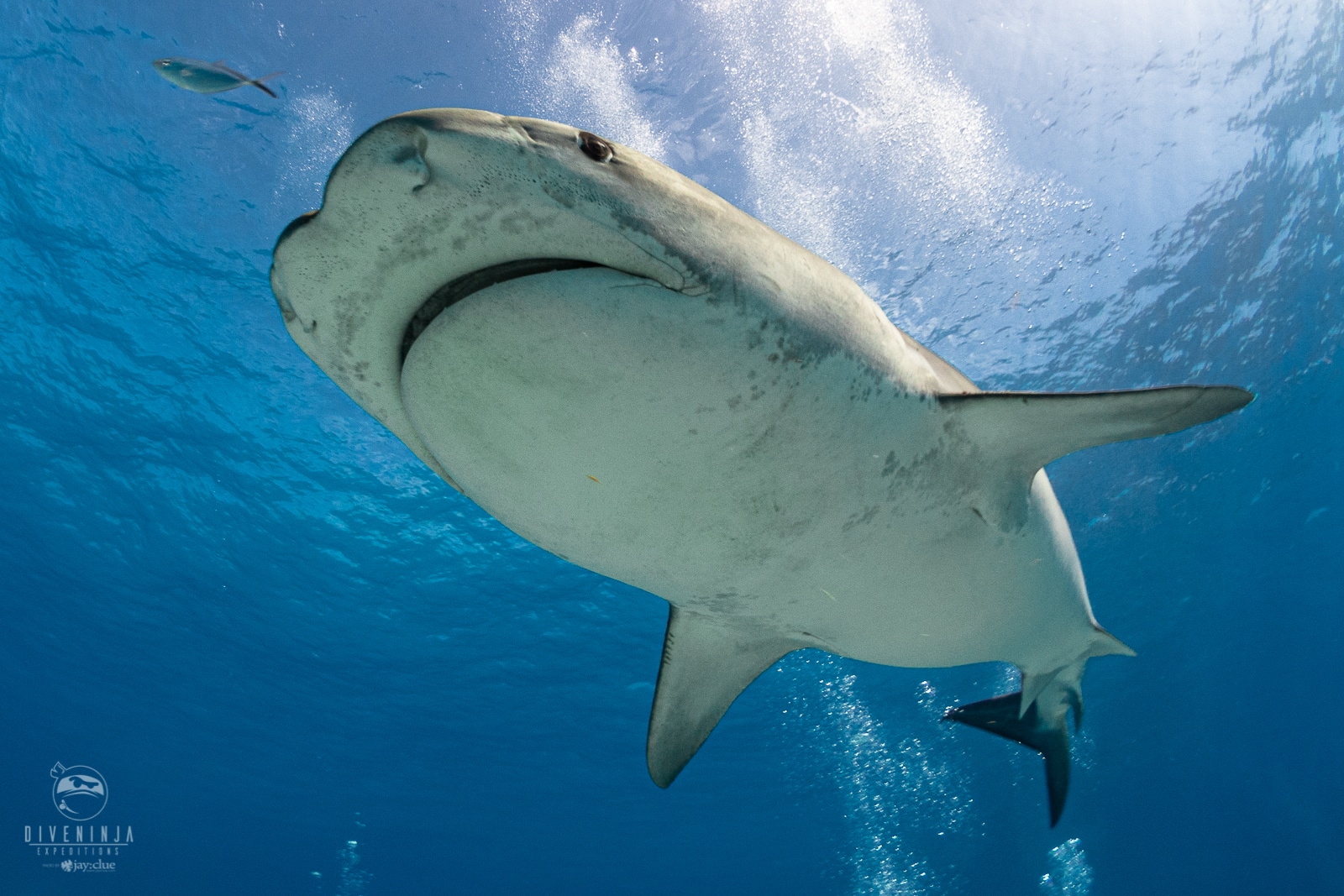 Jitterbug the Tiger Shark, de expedición con Dive Ninjas