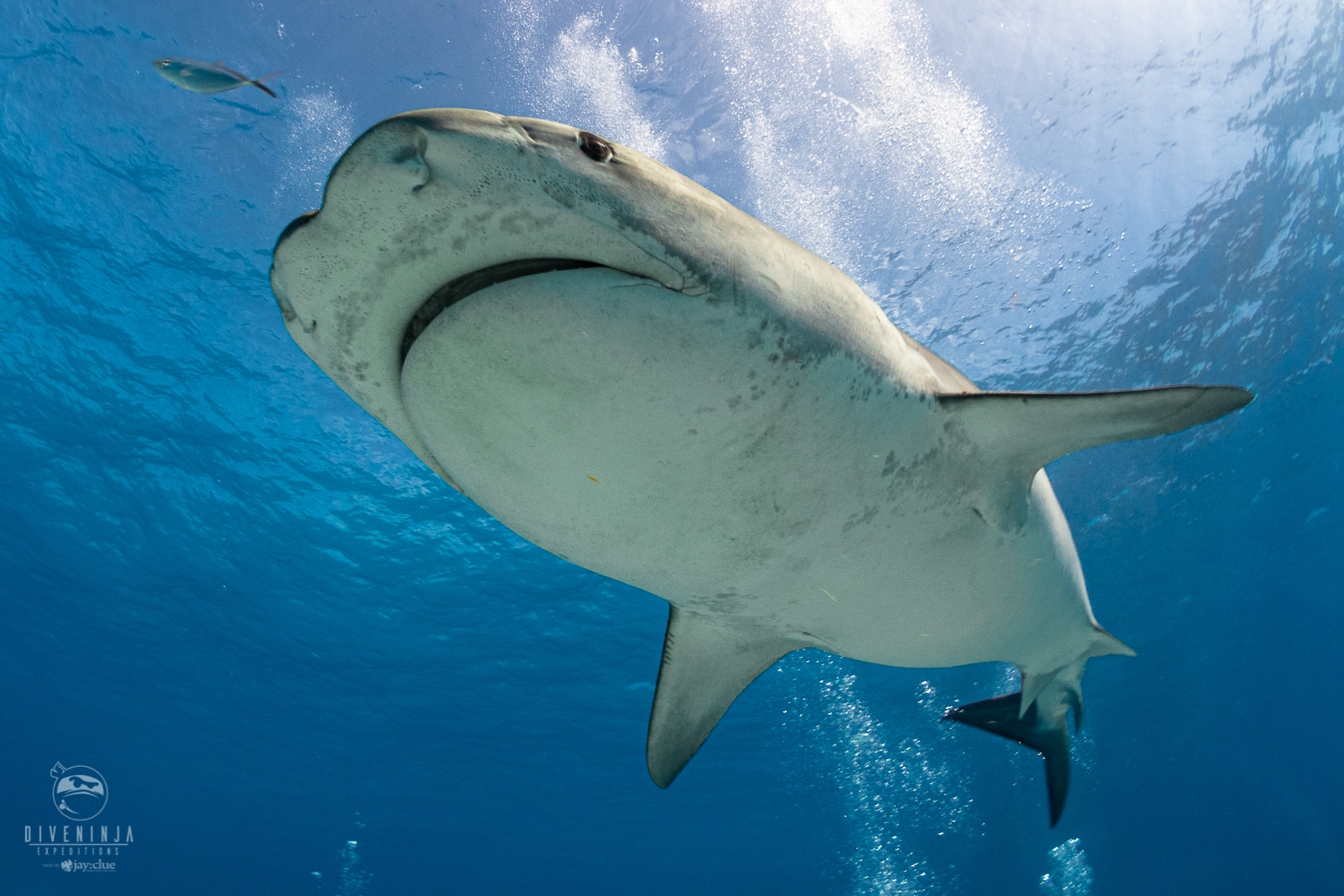 Jitterbug the Tiger Shark, on expedition with Dive Ninjas