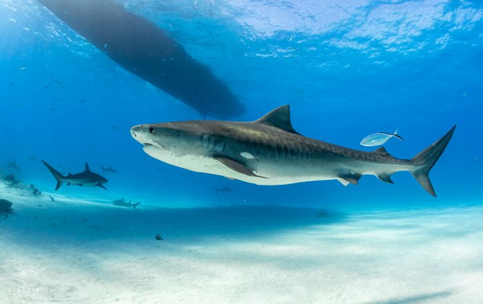 Dive Ninja Expeditions Tiger Beach Bahamas Liveaboard Trip with Aggressor Liveaboards