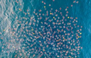 drone photo of a gigantic school of mobula rays off the coast of Mexico