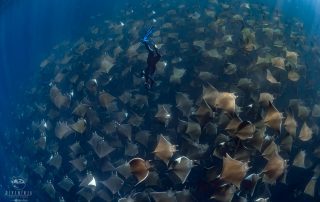 Nadia Aly diving into a giant school of rays in Mexico