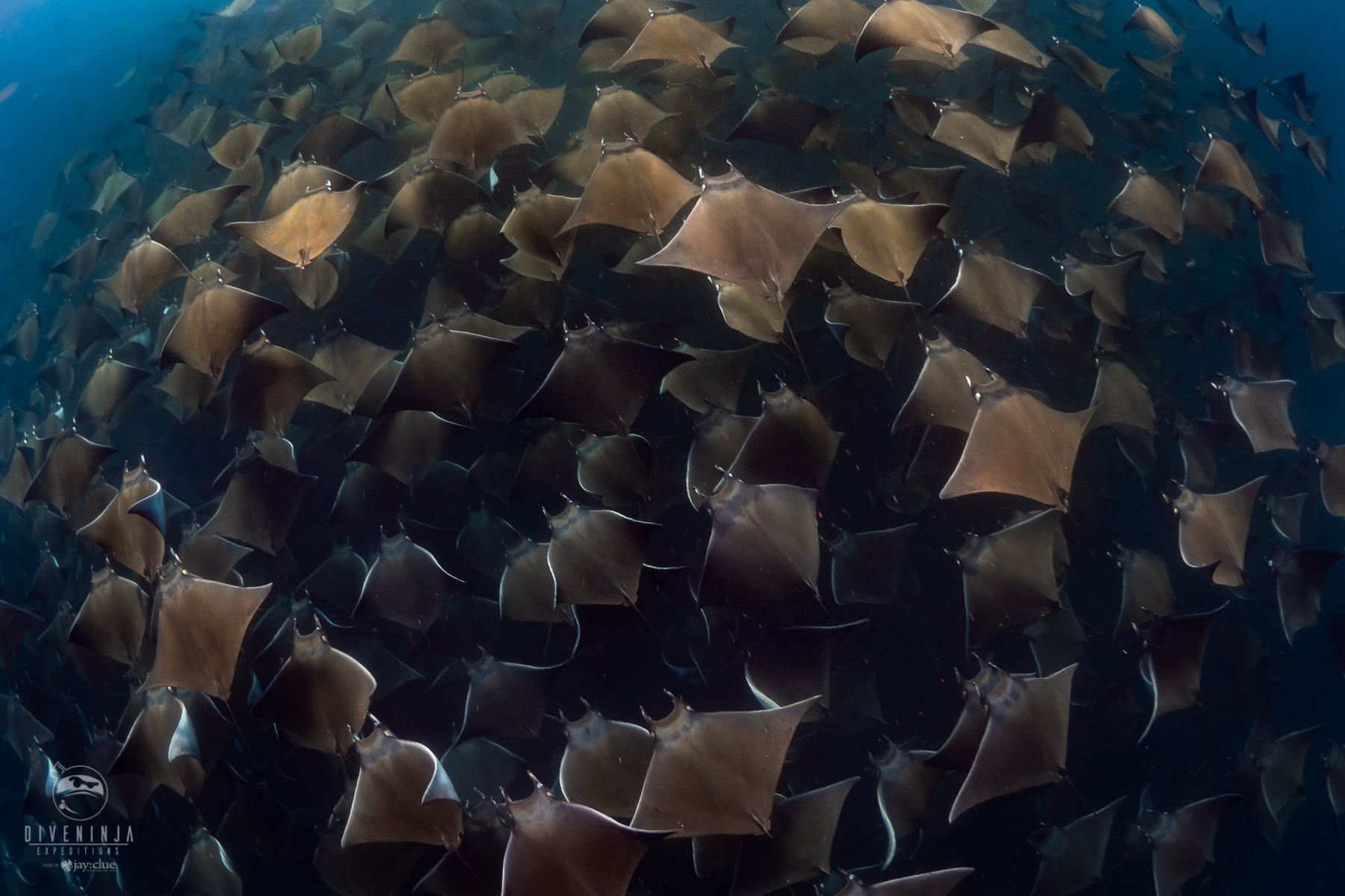 diving with mobula rays in sea of cortez mexico