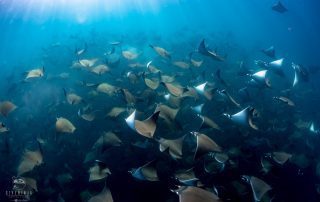 diving with schools of Mobula Rays in Mexico