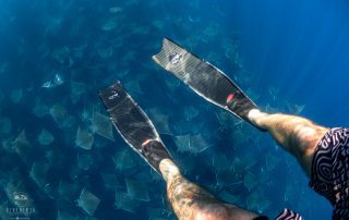 snorkeling with a giant school of Mobula Rays in Baja California Sur Mexico