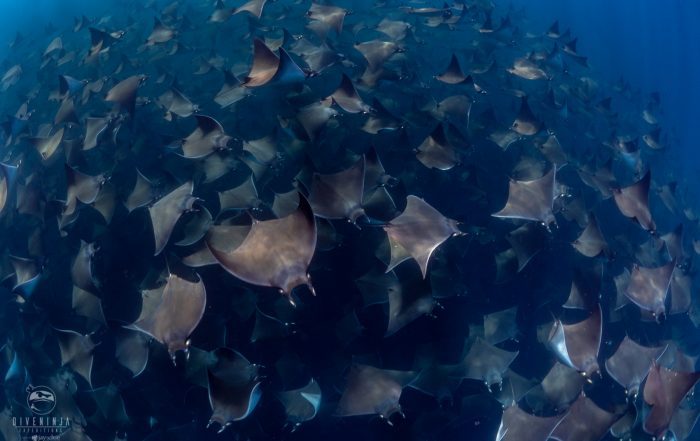 snorkeling with Mobula Rays in Baja California Sur, Mexico