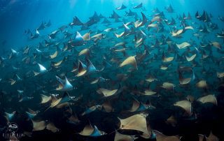 diving with schools of Mobula Rays in Baja California Mexico