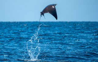 Mobula ray leaping from the water off the coast of Los Cabos, Mexico