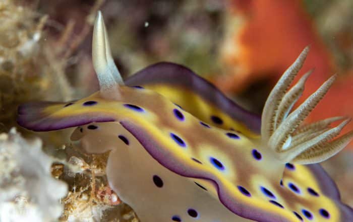 macro diving in Palau with nudibranchs