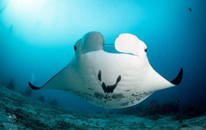 Scuba Diving in Palau with Dive Ninja Expeditions on the Palau Siren liveaboard - June 2019