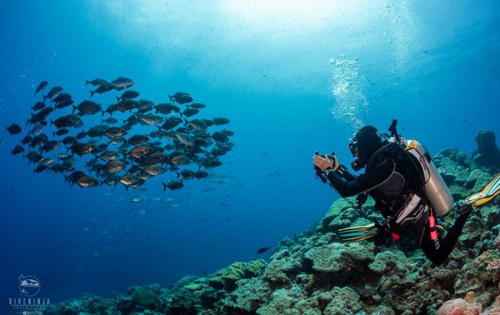 scuba diver taking photo of fish