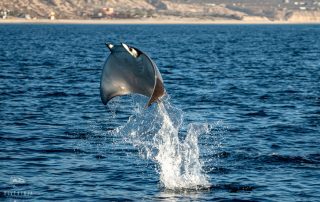 mobula ray jumping from the water in the Sea of Cortez Cabo