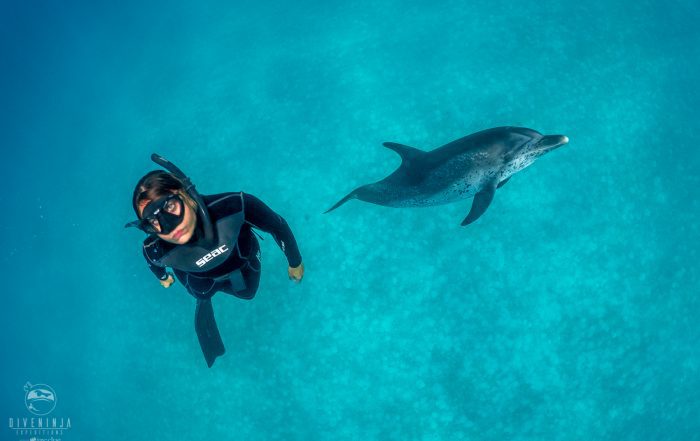 Freediving with Atlantic Spotted Dolphins