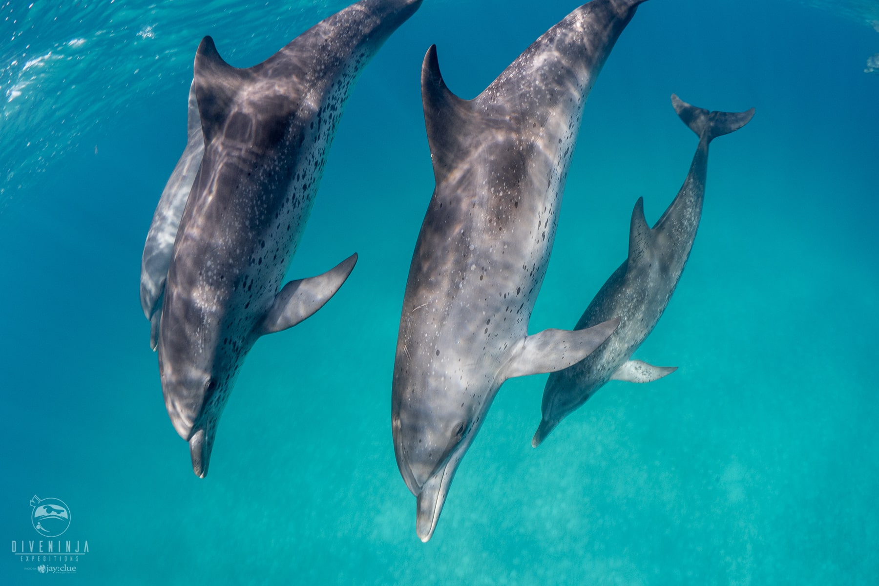 Freediving with Atlantic Spotted Dolphins in Bimini - Dive Ninja Expeditions