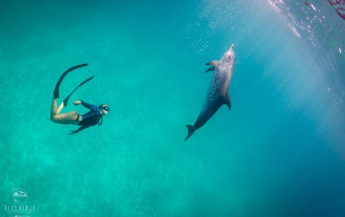 Freediving with Atlantic Spotted Dolphins in Bimini - Dive Ninja Expeditions