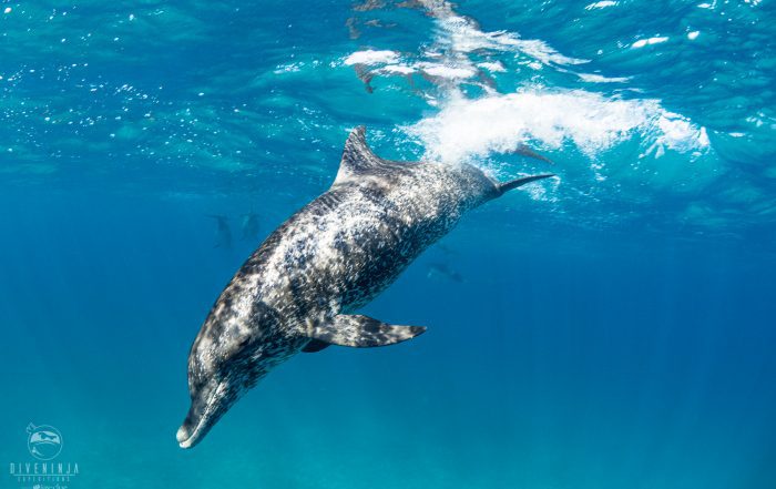 Freediving with wild dolphins in Bimini, Bahamas with Dive Ninja Expeditions & Neal Watsons Bimini Scuba Center
