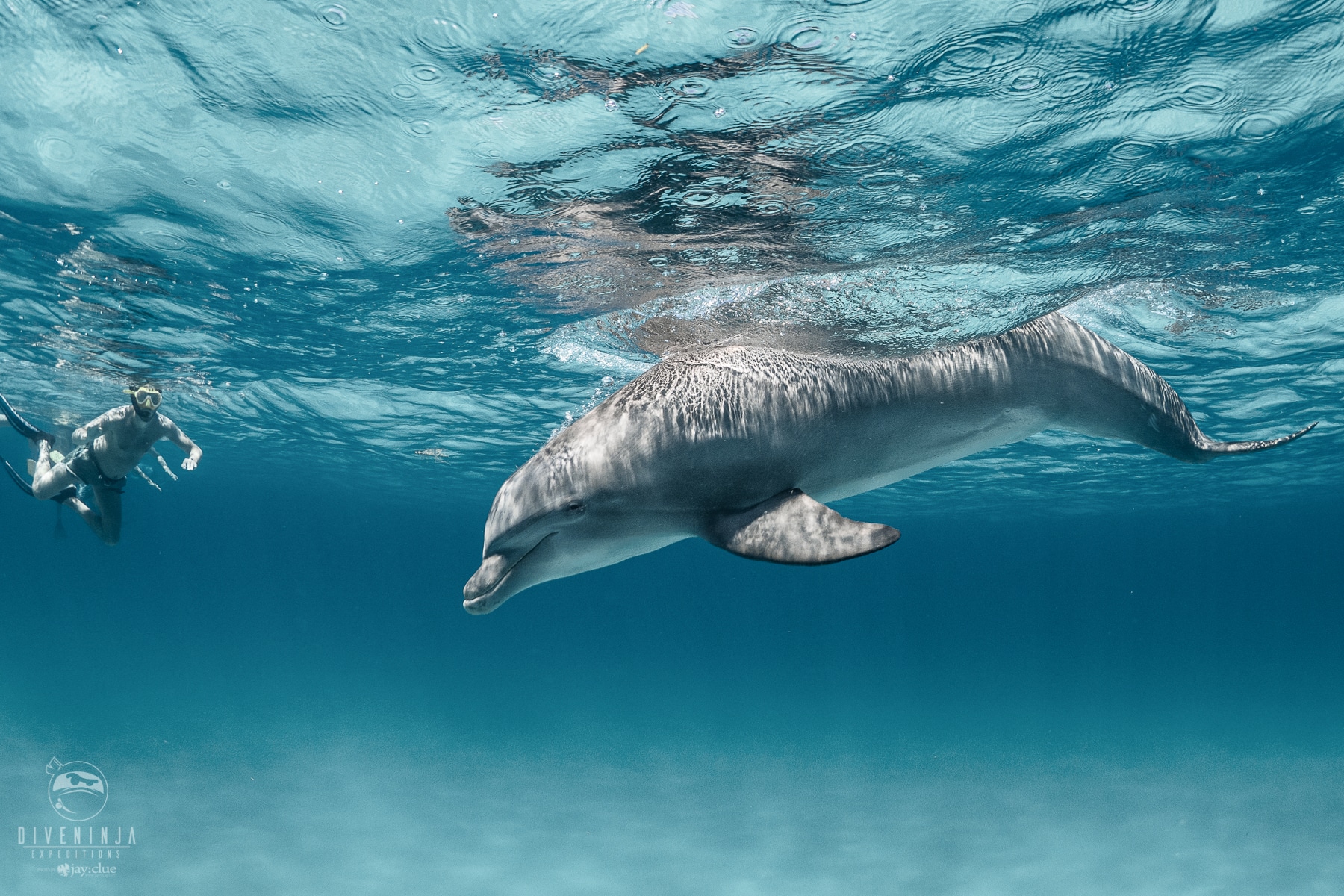 Shark diving in The Bahamas with Dive Ninja Expeditions