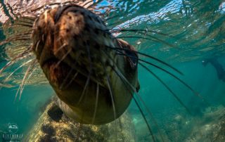 Freediving and snorkeling with sea lions in La Paz