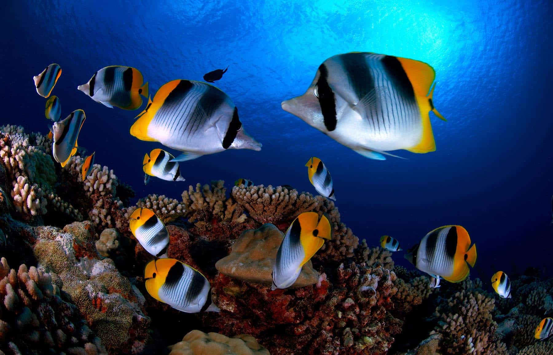 scuba diving liveaboard in French Polynesia