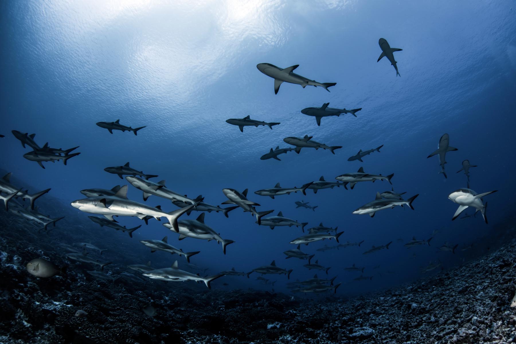 shark diving in French Polynesia