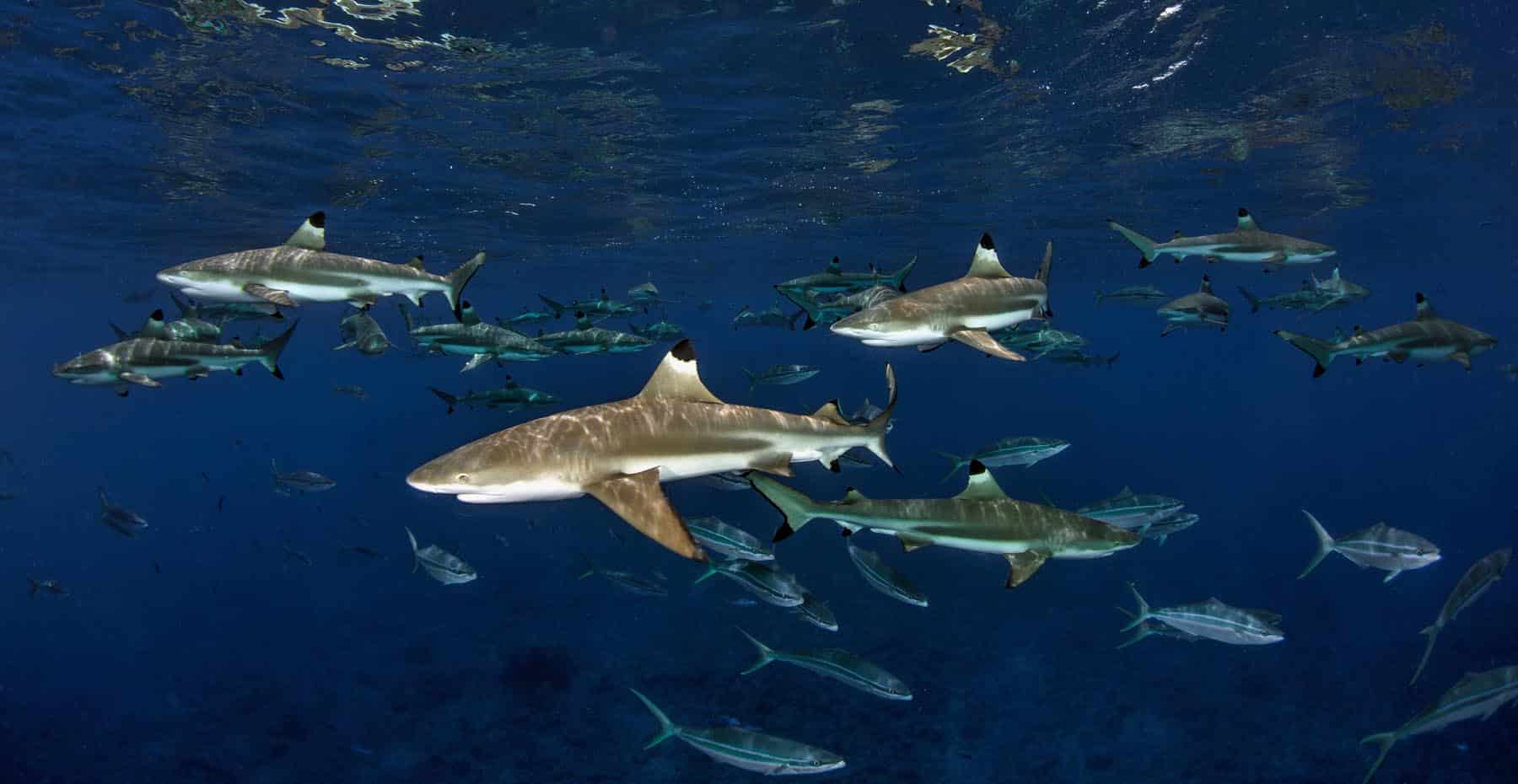 shark diving in French Polynesia