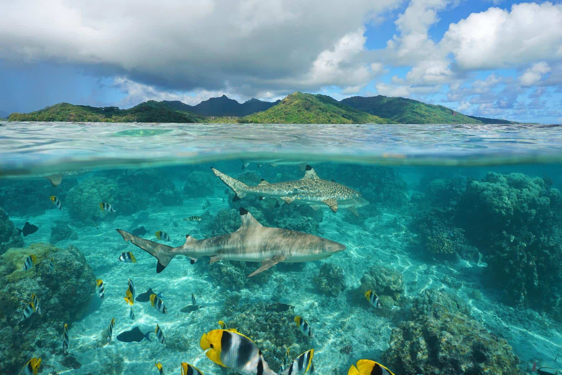 Liveaboard scuba diving in French Polynesia