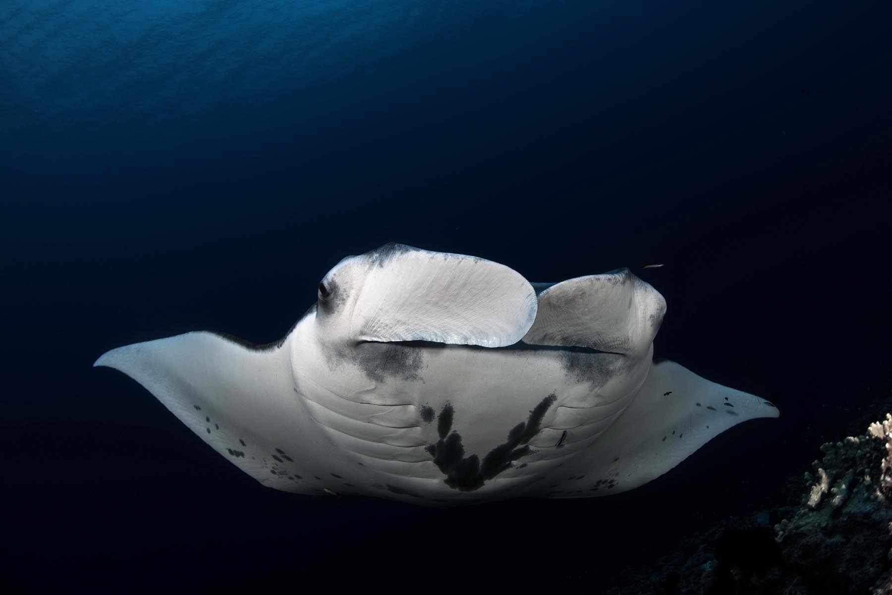Diving with mantas in French Polynesia
