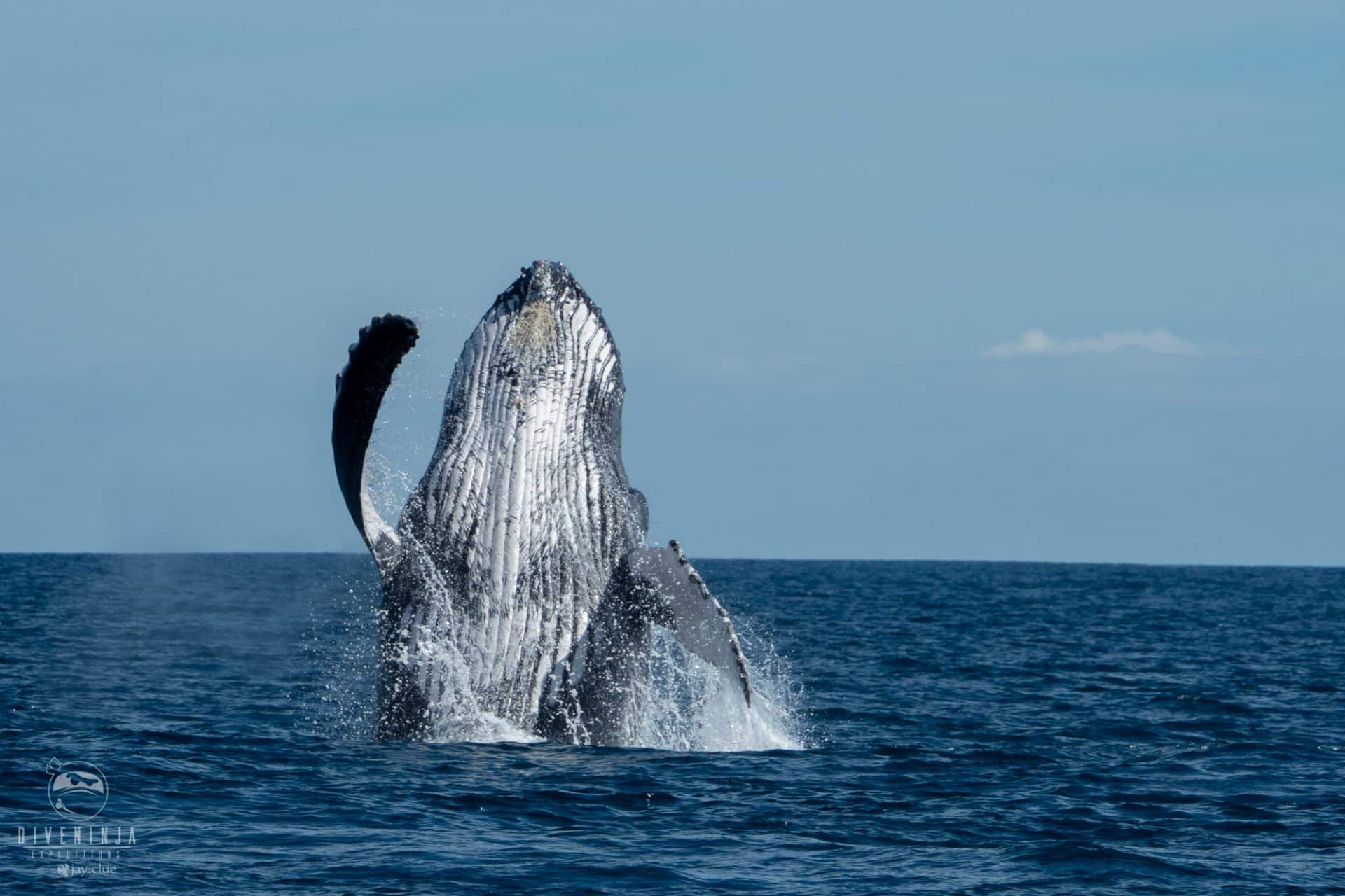 Humpback whale watching tours in Cabo San Lucas