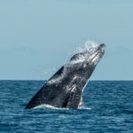 Humpback whale watching in Cabo San Lucas Mexico