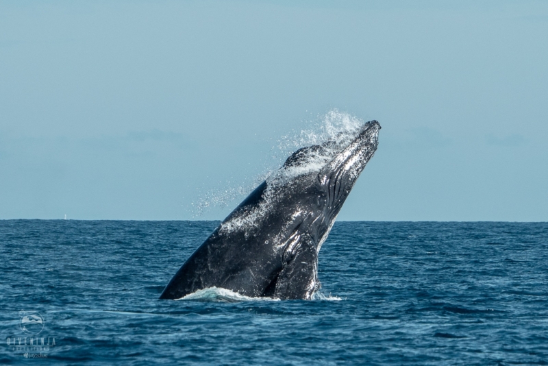 Humpback whale watching in Cabo San Lucas Mexico