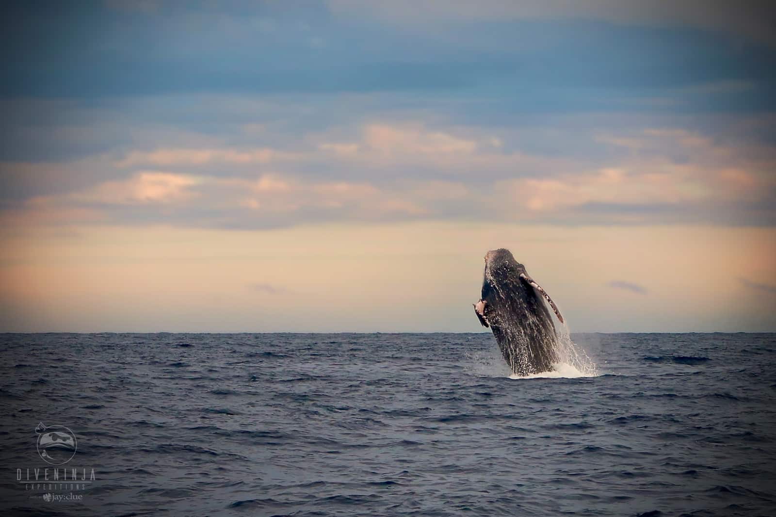 humpback_whale_breach_sunset Humpback whale in Los Cabos México , Mexico
